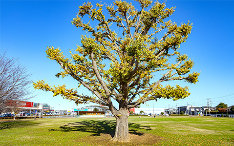 新木戸大銀杏公園